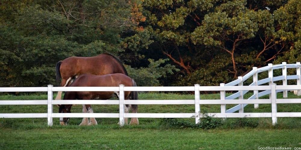 Quarter Horse Names Male