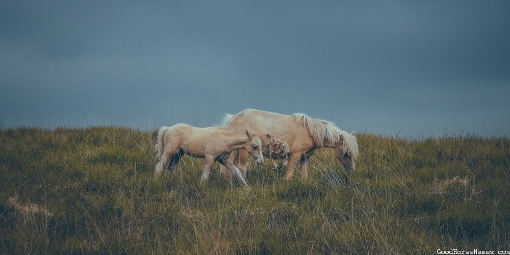 Race Horse Funny Names for Mares