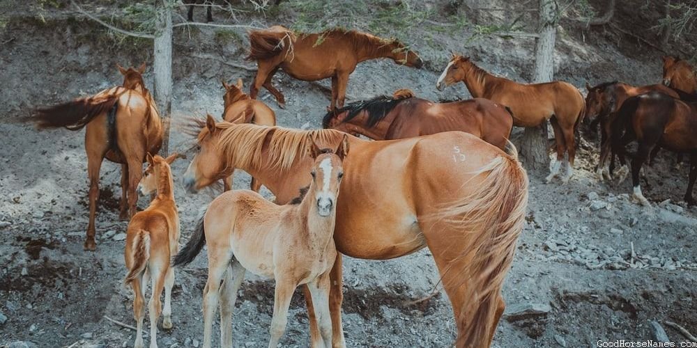Race Horse Names for Mares That Represent Their Speed
