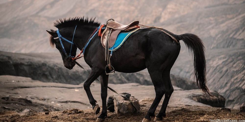 Red Chestnut Arabian Horse Names Inspired by Pop Culture