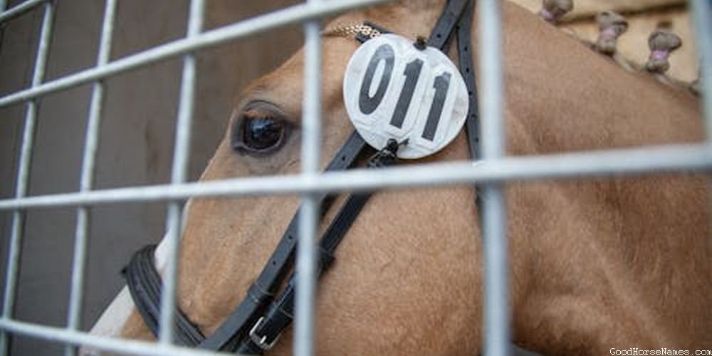 Red Male Horse Names That Represent Their Free Spirit