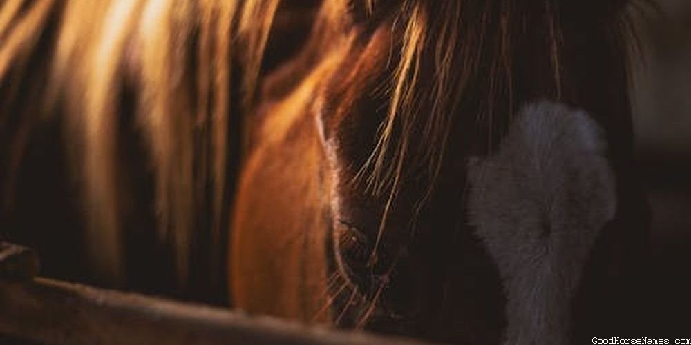 Red Male Horse Names That Represent Their Furiousness’
