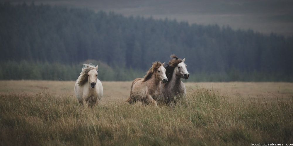 Red Male Horse Powerful Names