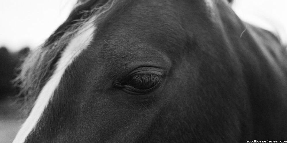 Redneck Horse