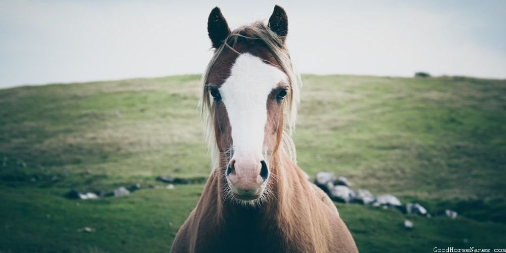 Regal Names for Catchy Horses