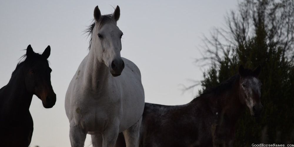 Regal Names for Palomino Dapple Horses