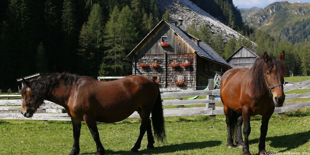 Rescue Horse Powerful Names