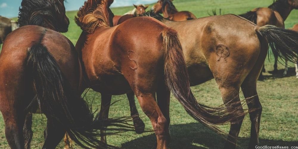 Rich Horse Names That Represent Their Perseverance
