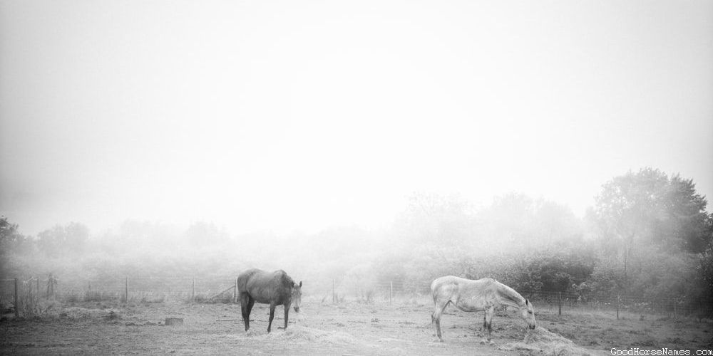 Rocky Mountain Horse Names That Represent Their Smooth gait