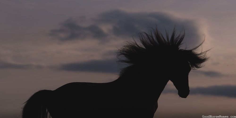 Rocky Mountain Horse Names That Represent Their Sure-footedness