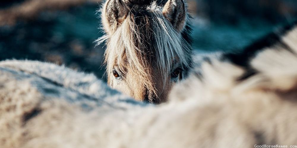 Rocky Mountain Horse Powerful Names