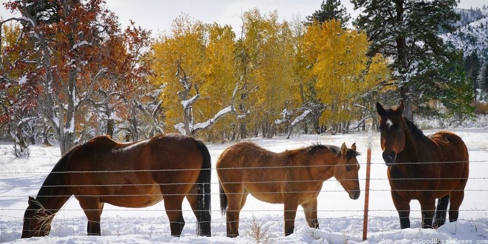 Rodeo Horse Names That Represent Their Bravery