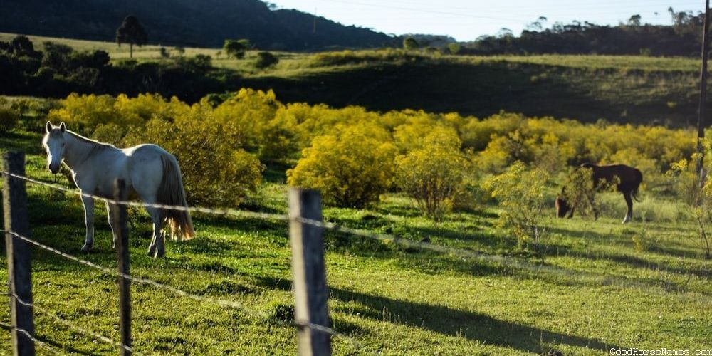 Rodeo Horse Names That Represent Their Quick Reflexes