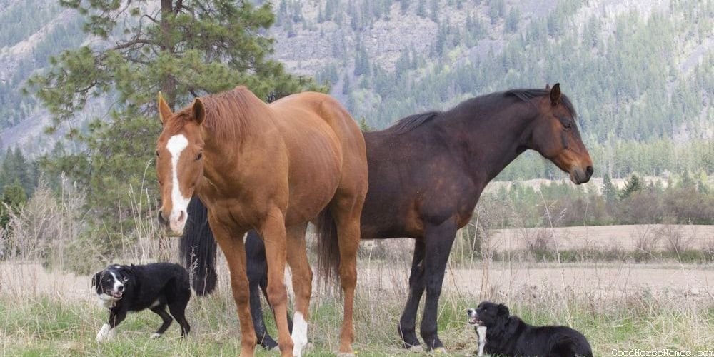 Rodeo Horse Powerful Names