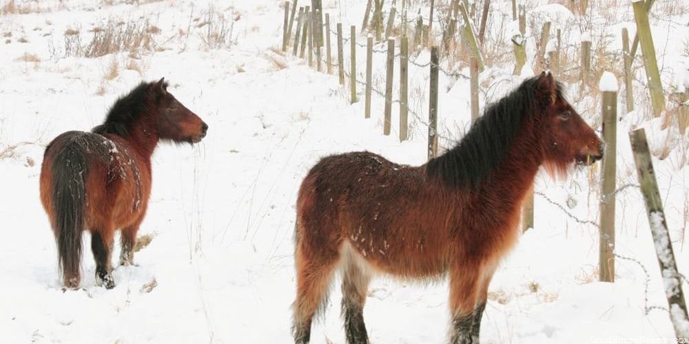 Rodeo Horse