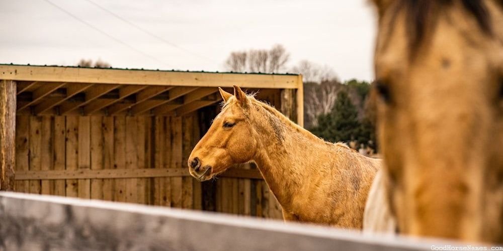 Rohan Horse Names That Represent Their Intelligence