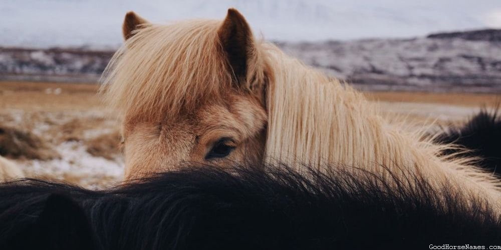 Rohan Horse Names That Represent Their Loyalty