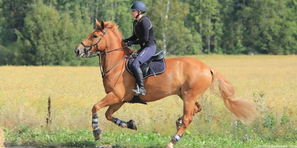 Rohan Horse Powerful Names