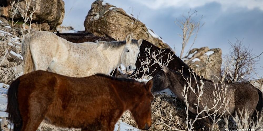 Rohirrim Horse Funny Names