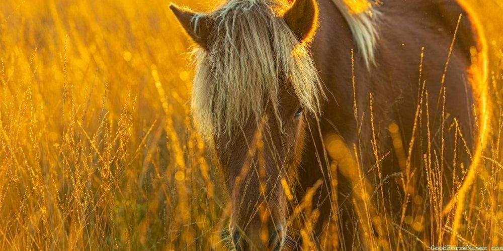 Rohirrim Horse Names That Represent Their Courage
