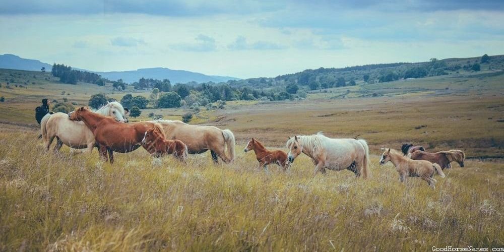 Rohirrim Horse Names That Represent Their Discipline