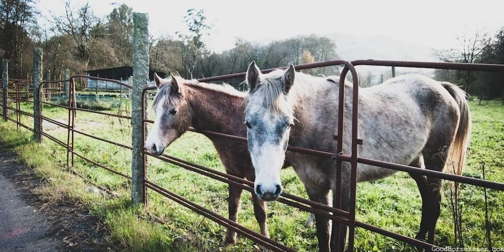 Roman Horse Funny Names