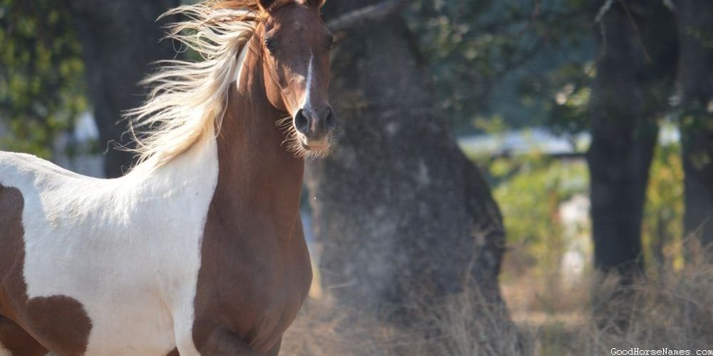 Roman Horse Names That Represent Their Alertness