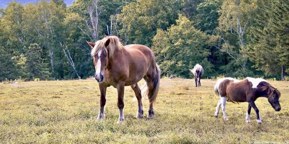 Roman Horse Powerful Names