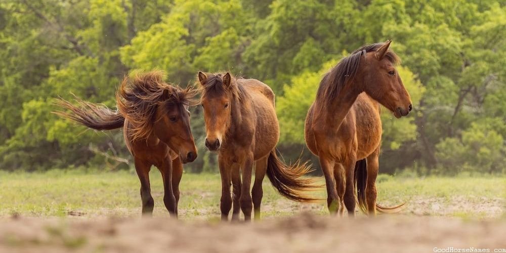Roman Horse