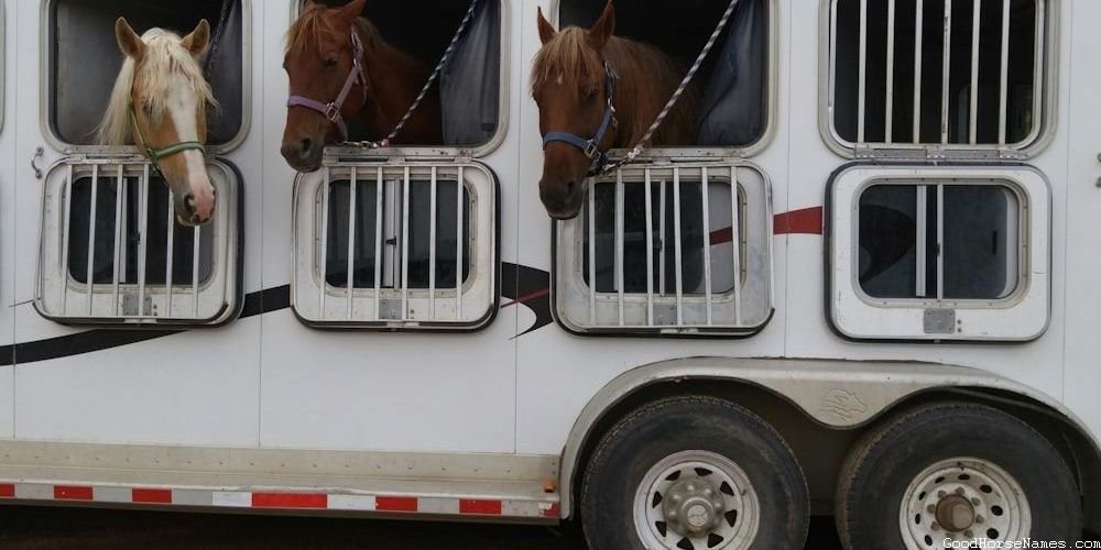 Roping Horse Names That Represent Their Quickness
