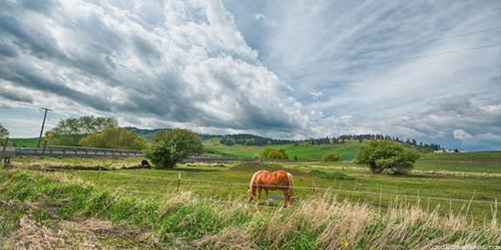 Rose Grey Horse Names That Represent Their Calmness
