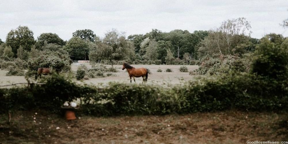 Royal Andalusian Male Horse Names