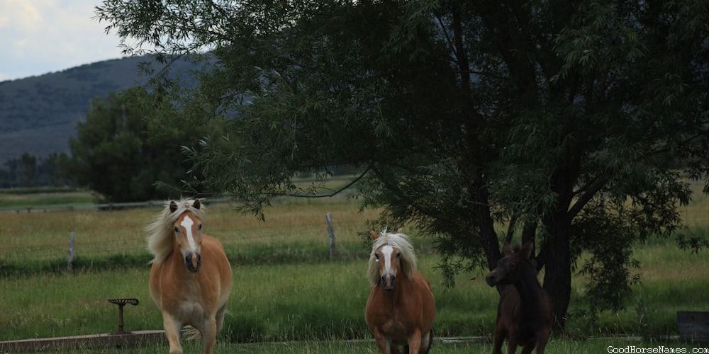 Royal Ascot Horse Funny Names