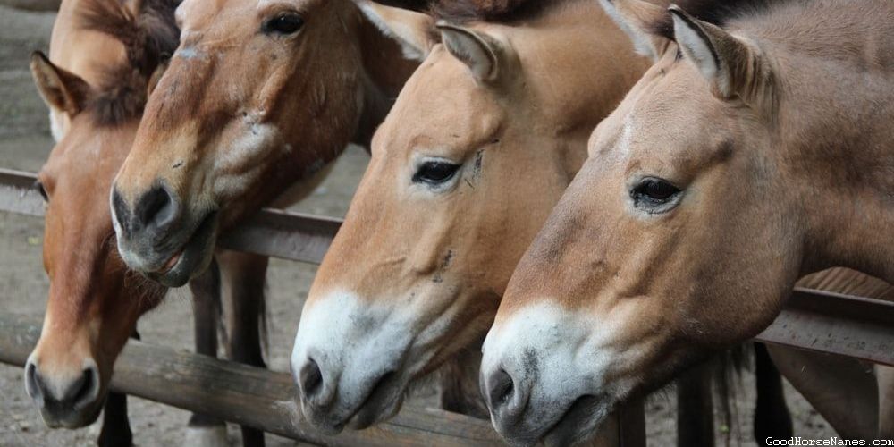 Royal Names for White Shire Horses