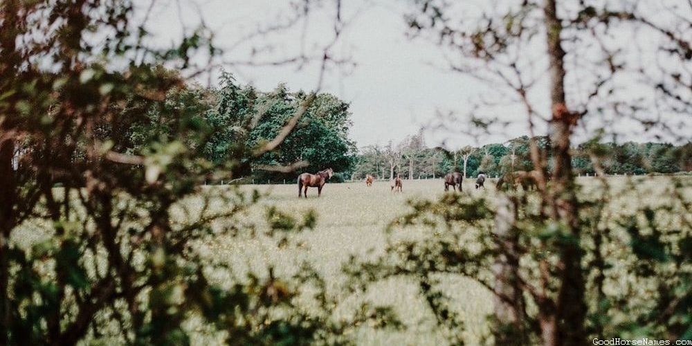 Royal Red Chestnut Arabian Horse Names