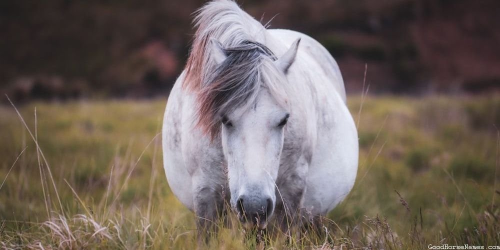 Royal White Horse