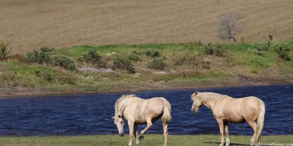 Russian Horse Names That Represent Their Endurance