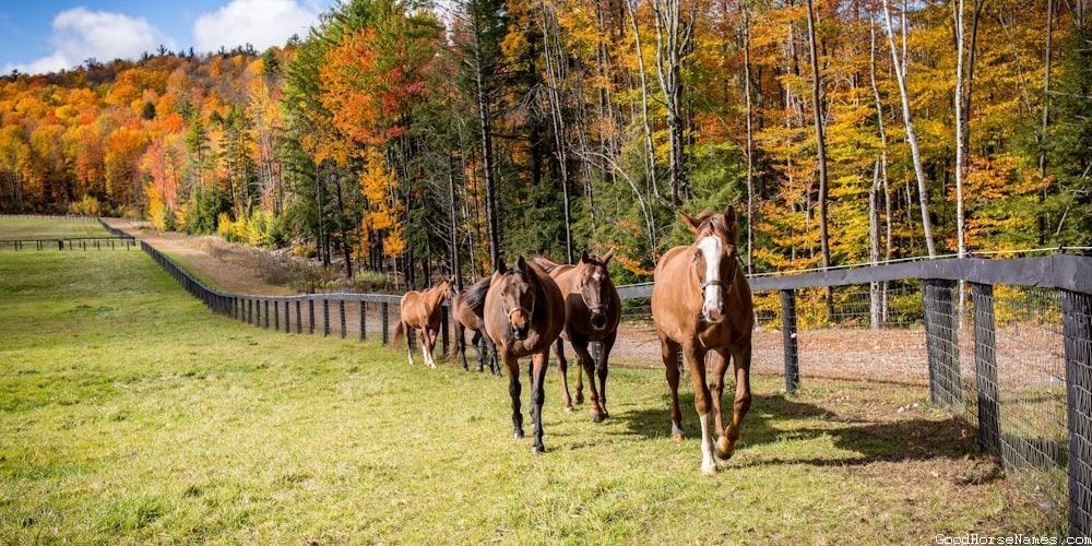 Russian Horse Powerful Names
