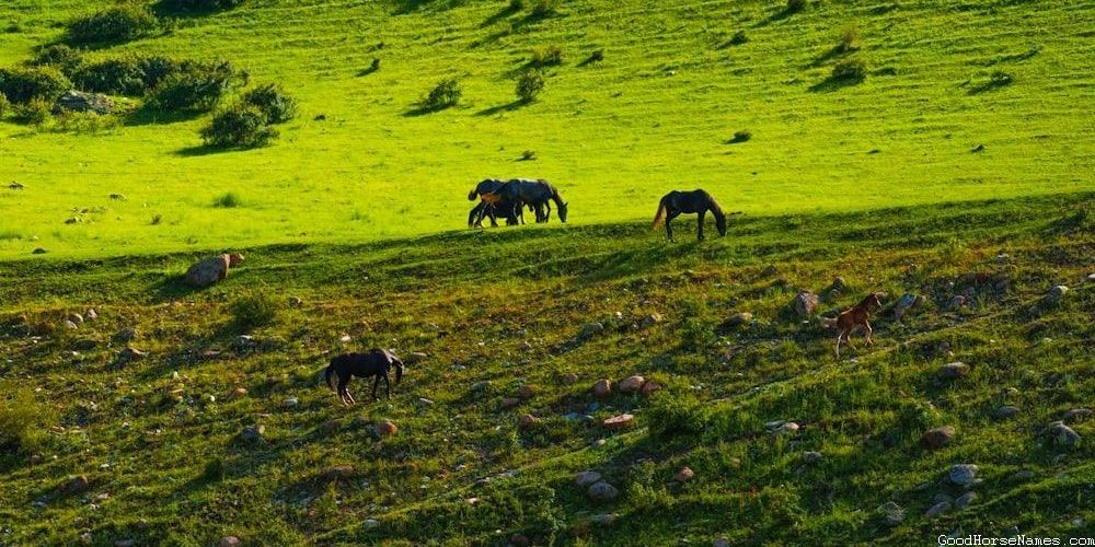 Saddlebred Horse Names That Represent Their Flexibility