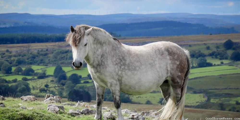 Samurai Horse Funny Names