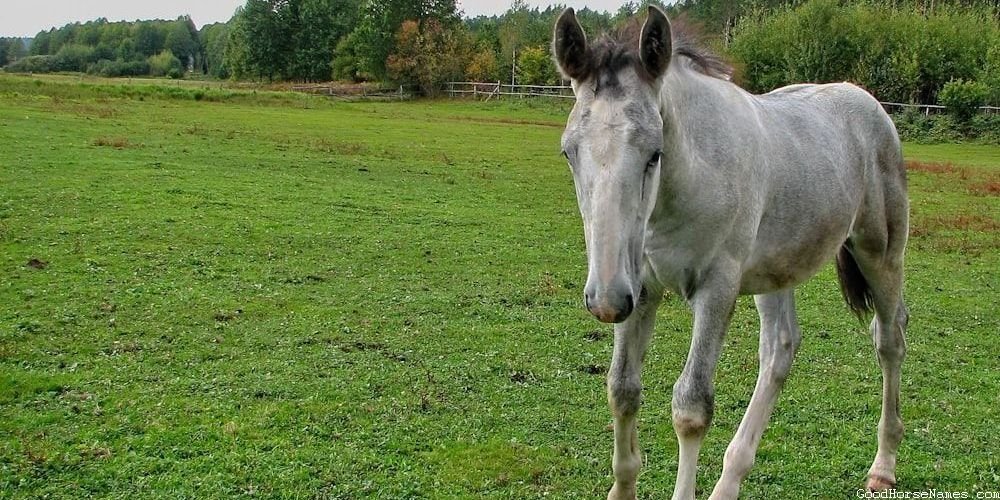 Samurai Horse Names That Represent Their Loyality