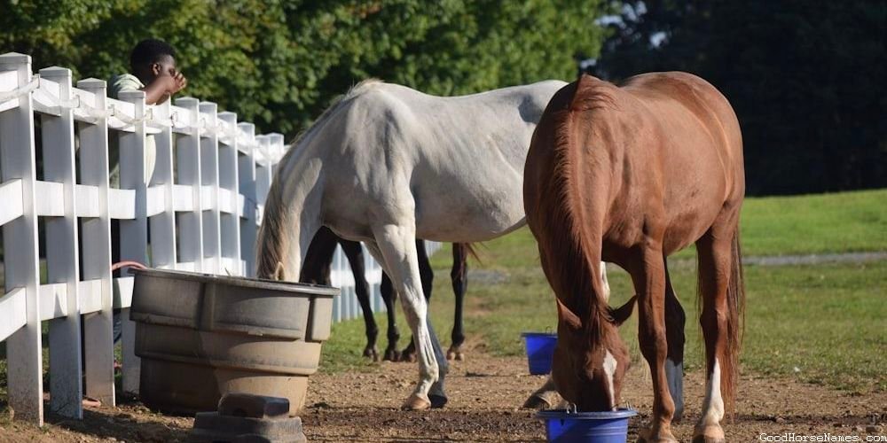Samurai Horse Names That Represent Their Precision and Focus