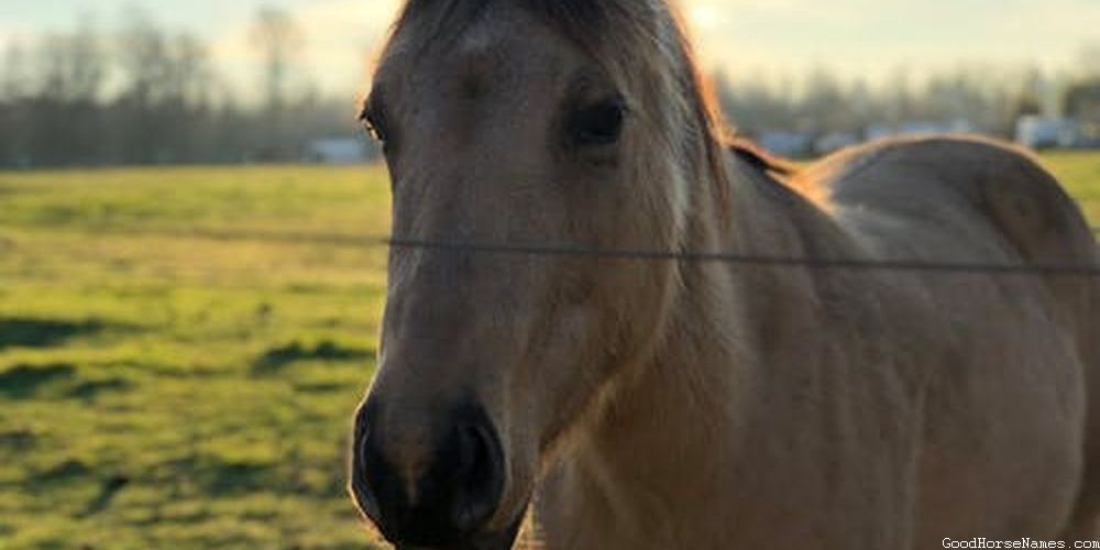 Sassy Mythical White Horse Names
