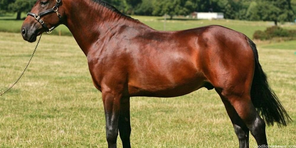 Sassy Names for Andalusian Horses