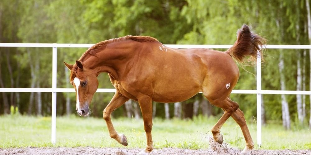 Sassy Unique White Race Horse Names