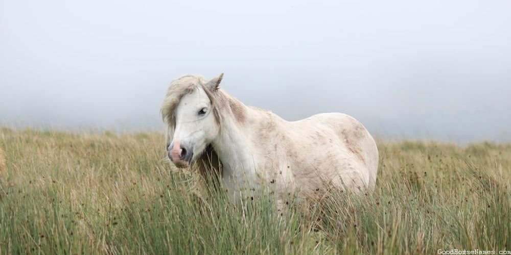 Scary Horse Funny Names