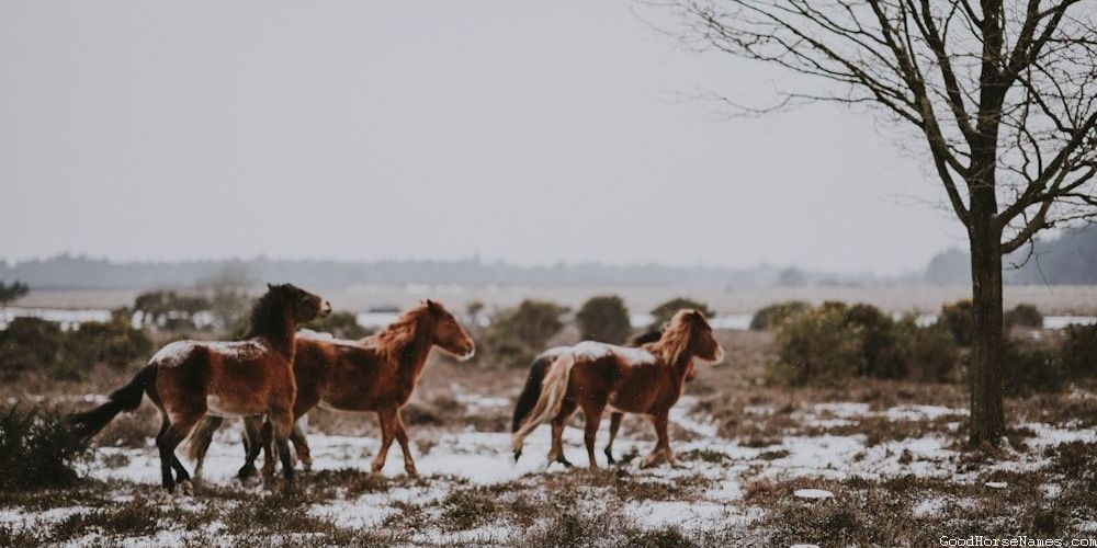 Schleich Horse Names That Represent Their Beauty