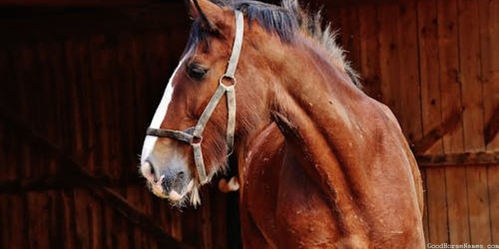 Shire Horse