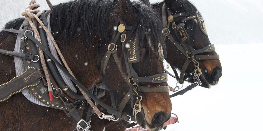 Short Horse Names That Represent Their Appearance