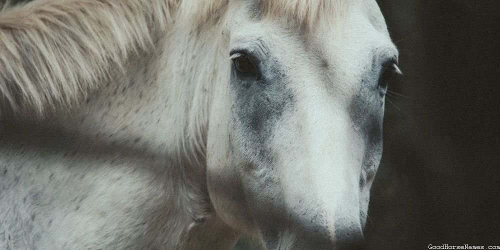 Short Horse Names That Represent Their Loyalty
